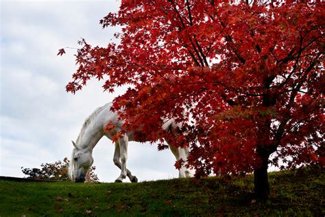 Mary McCartney - The White Horse - Exhibitions - Berggruen Gallery