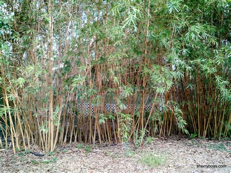 Beautiful Bamboo: Golden Hedge Clumping Bamboo (Bambusa multiplex ...