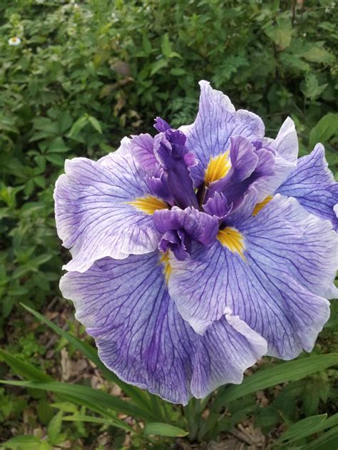 Japanese iris in the Irises forum - Garden.org