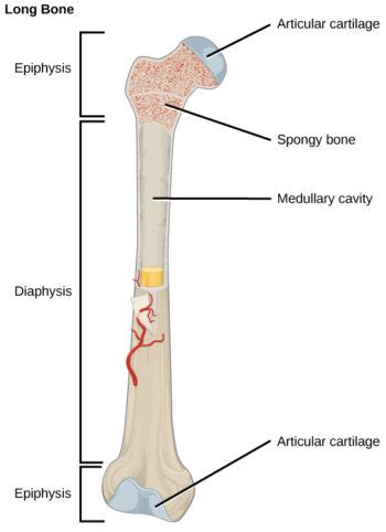 Types of Bone | Biology for Majors II