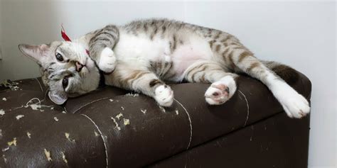 How To Stop Cats From Scratching Furniture - Cats.com