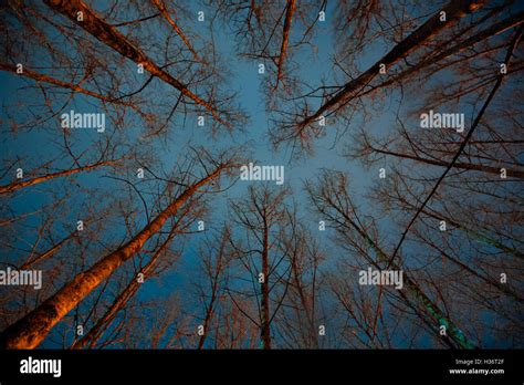 Scary forest at night Stock Photo - Alamy