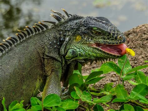 EATING IGUANA / IGUANA COMIENDO | Iguana, Animals, Lizard