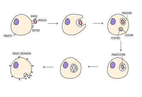 Simple Phagocytosis Diagram