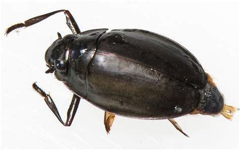 Whirligig Beetles (Circle B Bar Reserve Freshwater Macros Field Guide ...