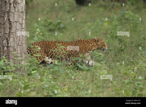 Sri Lankan leopards in the Wild, Visit Sri Lanka Stock Photo - Alamy