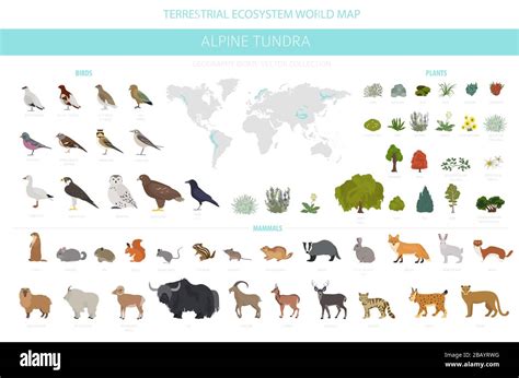 Alpine Tundra Biome Animals