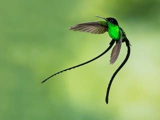 Black-billed Streamertail - Trochilus scitulus - Birds of the World