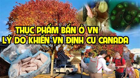 THỰC PHẨM BẨN GÂY UNG THƯ,LÝ DO KHIẾN NGƯỜI VN BỎ NƯỚC RA ĐI ĐẾN CANADA - YouTube