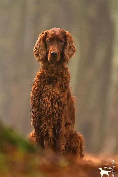 Irish red Setter | Irish setter dogs, Irish red setter, Setter puppies