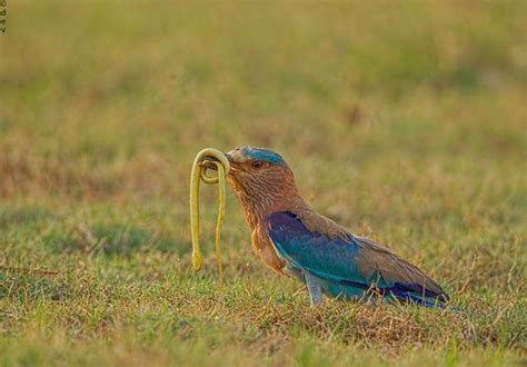 ติดสัตว์ - “นกตะขาบทุ่ง” นกสีสันสดใสริมทาง 😆😆🦅🦆🐦 ....