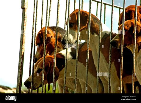 Razze di cani da caccia immagini e fotografie stock ad alta risoluzione - Alamy