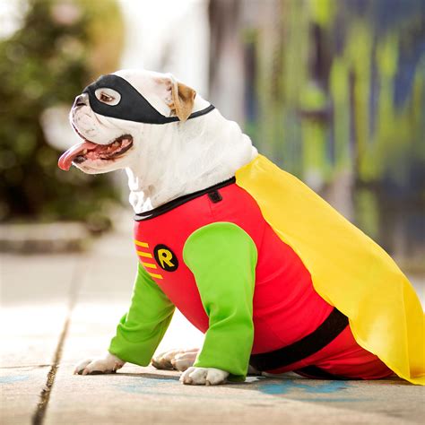 The Best Dog Superhero Costumes of 2021 | BeChewy