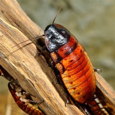 Types of Cockroaches: How to Identify Cockroach Species