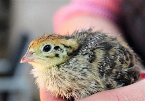 Cute as a Button: Do Button Quail Make Good Pets? - Sorry Chicken