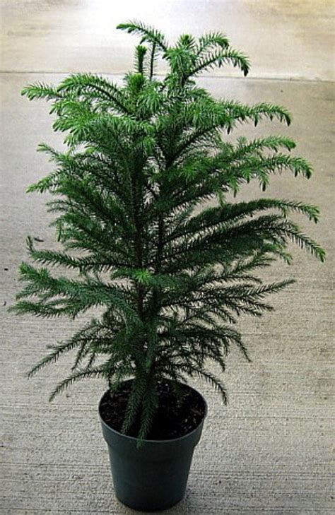 Norfolk Island Pine The Indoor Christmas Tree 6 by HirtsGardens