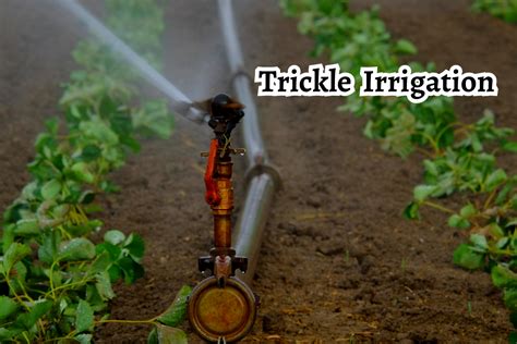 The Science Behind Trickle Irrigation: Unveiling The Magic And ...