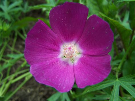 Wine Cups #1 (Callirhoe involucrata) - Scioto Gardens Nursery