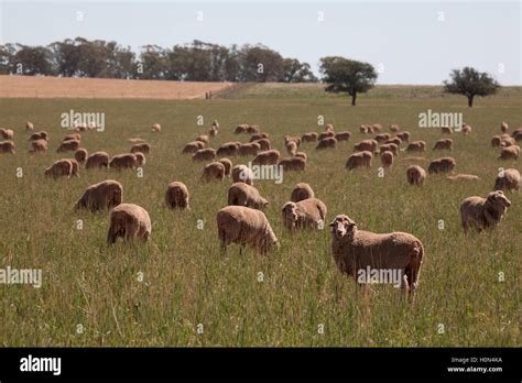 Sheep farming australia hi-res stock photography and images - Alamy