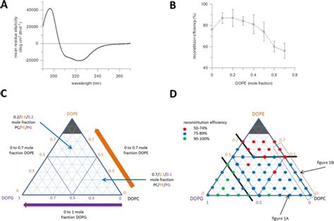 The folding, stability and function of lactose permease differ in their dependence on bilayer ...