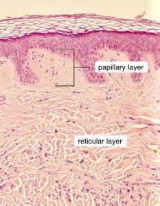 Reticular Layer Of The Dermis