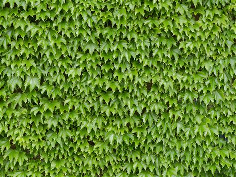 Leaf Wall 2 - P1070552 | Mark Dixon | Flickr