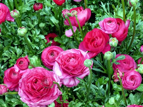 How to grow and care Ranunculus flower | Growing Buttercup plants ...