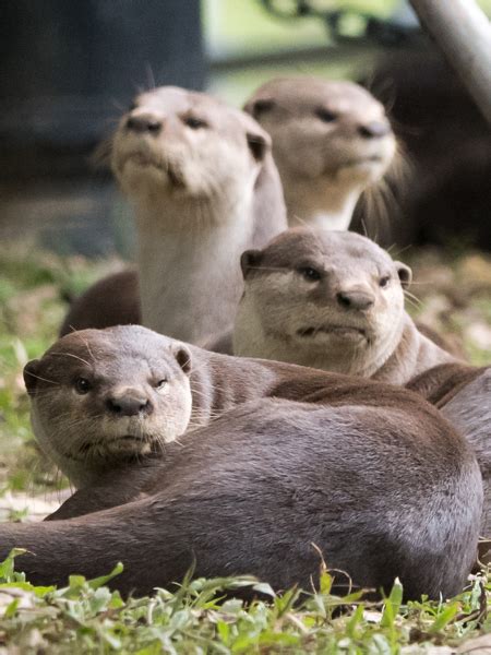 Smooth-coated Otter