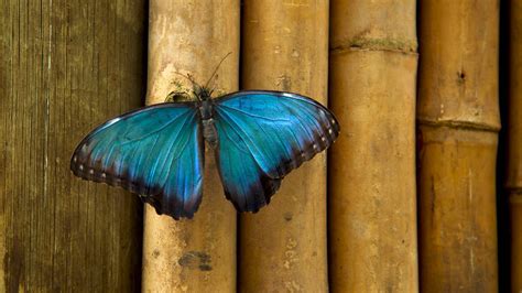 Butterfly Pavilion - Westminster, Colorado Attraction | Expedia.com.au