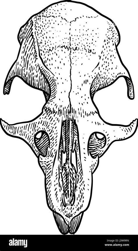 Rat skull illustration, drawing, engraving, ink, line art, vector Stock ...