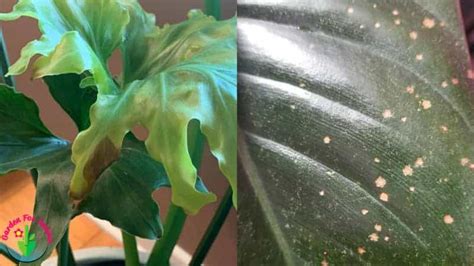 Philodendron Brown Spots on Leaves (Causes, Solutions, and Prevention) - Garden For Indoor