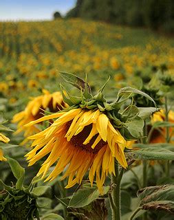Sunflowers | Sunflower field near Prüm, Germany | Oli/4 | Flickr