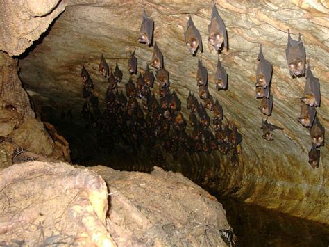 tourist trip and safe in iran-visit DIY - ILAM-Cave of bats