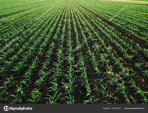 Aerial View Corn Crops Field Weed Drone Point View — Stock Photo © stevanovicigor #197142312