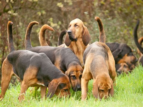 Bloodhound Hunting Dogs