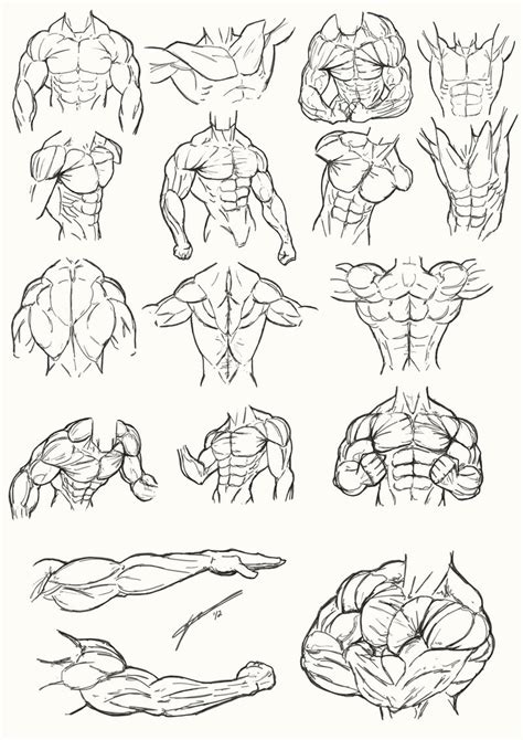 Male Torso Anatomy 2012 by Juggertha on DeviantArt