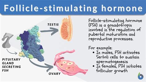 Follicle-stimulating hormone Definition and Examples - Biology Online Dictionary