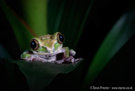 Peacock Tree Frog – Steve Proctor