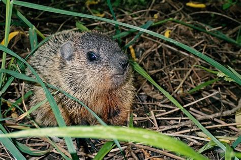 Baby groundhog Photograph by Asbed Iskedjian - Pixels