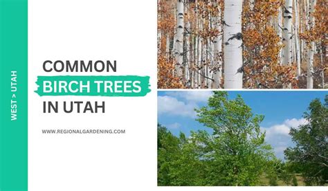 4 Common Birch Trees In Utah (Photos & Identification) - Regional Gardening