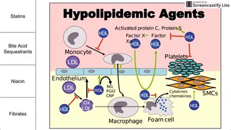 Niacin Mechanism Of Action Cholesterol - slidesharetrick