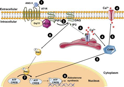 7 Aldosterone synthesis regulation via angiotensin II (ANG II). (1) ANG... | Download Scientific ...