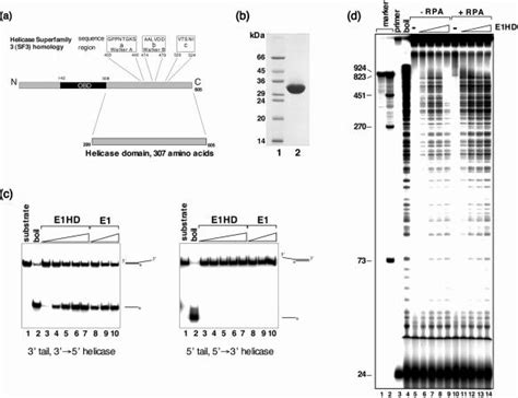 The BPV E1 helicase protein and DNA unwinding activity. (a) Schematic... | Download Scientific ...