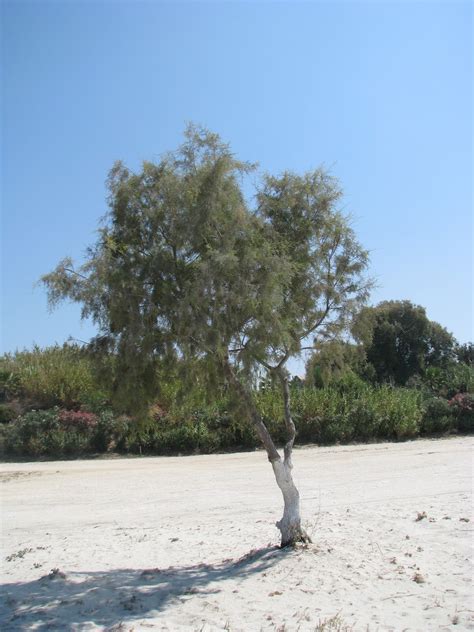 Of Salt Cedar (Tamarix) |Discovering Kos and the surrounding islands