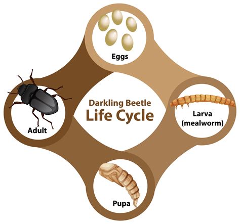 Darkling Beetle Life Cycle