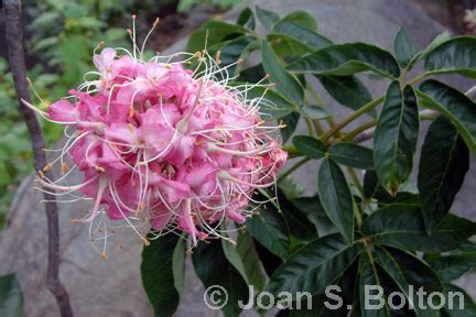 Fabulous Summer Shade Trees - Santa Barbara Garden Design - Joan S Bolton