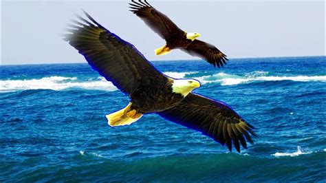 Steve Miller Band – Fly Like An Eagle (Album version) - YouTube