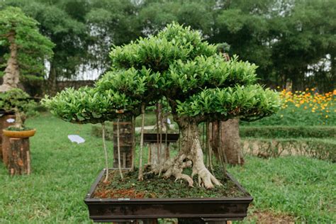 Bonsai Vietnam 2018 | Aneka Ragam Bentuk Bonsai