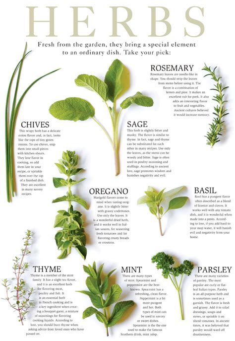 Identification of Herbs | wildramp