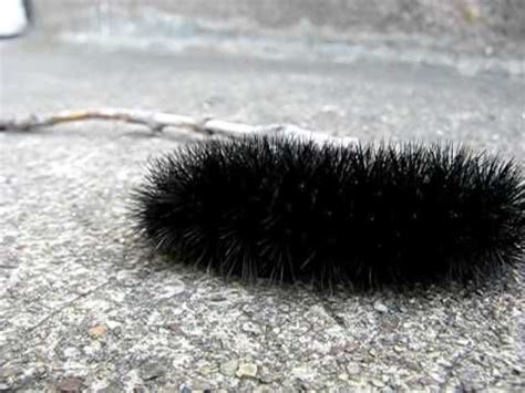 Mr. Fuzzy Caterpillar!